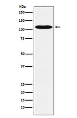 Anti-GPCR / LGR6 Rabbit Monoclonal Antibody Boster Bio