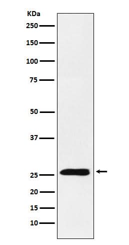 Anti-TNFSF9 Rabbit Monoclonal Antibody Boster Bio