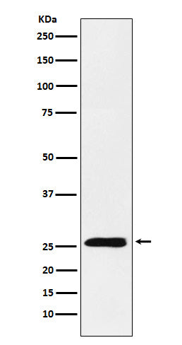 Anti-TNFSF9 Rabbit Monoclonal Antibody Boster Bio
