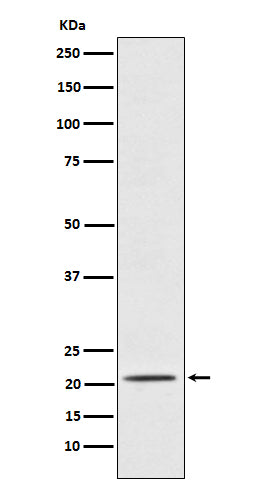 Anti-Placental Protein 14 / PAEP Rabbit Monoclonal Antibody Boster Bio