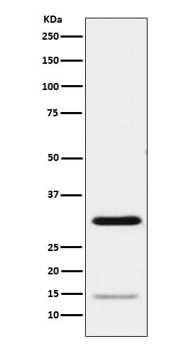 Anti-Geminin Monoclonal Antibody Boster Bio