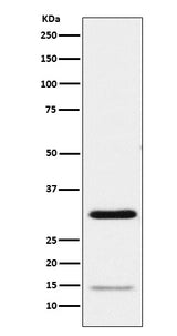 Anti-Geminin Monoclonal Antibody Boster Bio