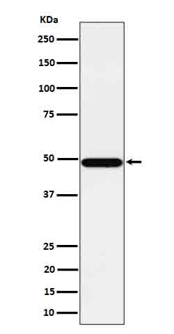 Anti-Tbp7 Rabbit Monoclonal Antibody Boster Bio