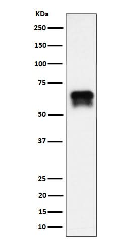 Anti-PCTAIRE1 Rabbit Monoclonal Antibody Boster Bio