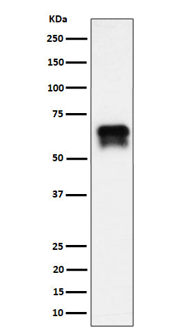Anti-PCTAIRE1 Rabbit Monoclonal Antibody Boster Bio
