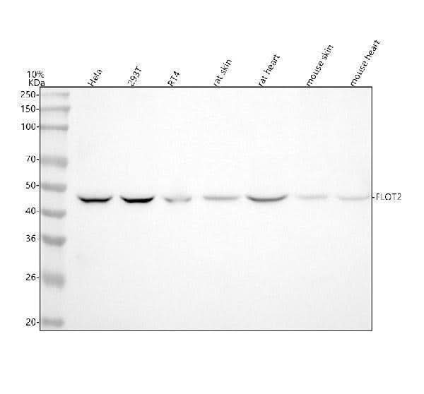 Anti-Flotillin 2 FLOT2 Rabbit Monoclonal Antibody Boster Bio