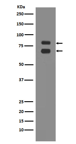 Anti-ASH2L Rabbit Monoclonal Antibody Boster Bio