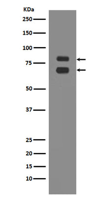 Anti-ASH2L Rabbit Monoclonal Antibody Boster Bio