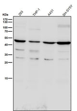 Anti-TROY Rabbit Monoclonal Antibody Boster Bio