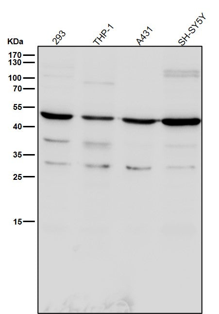 Anti-TROY Rabbit Monoclonal Antibody Boster Bio