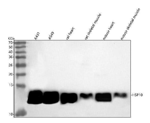 Anti-HSP10 Rabbit Monoclonal Antibody Boster Bio