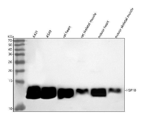Anti-HSP10 Rabbit Monoclonal Antibody Boster Bio