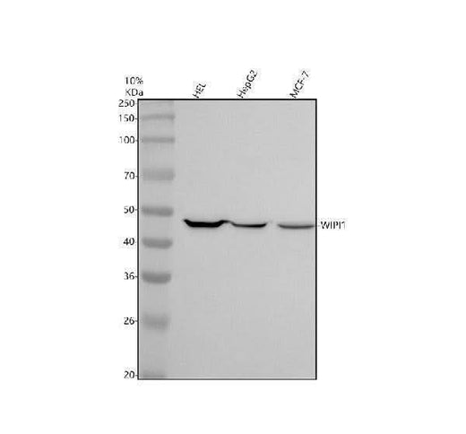 Anti-WIPI1 Rabbit Monoclonal Antibody Boster Bio