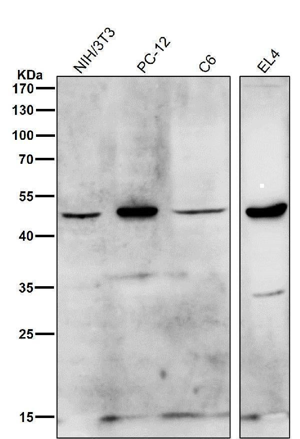 Anti-HDAC11/Histone Deacetylase 11 Rabbit Monoclonal Antibody Boster Bio
