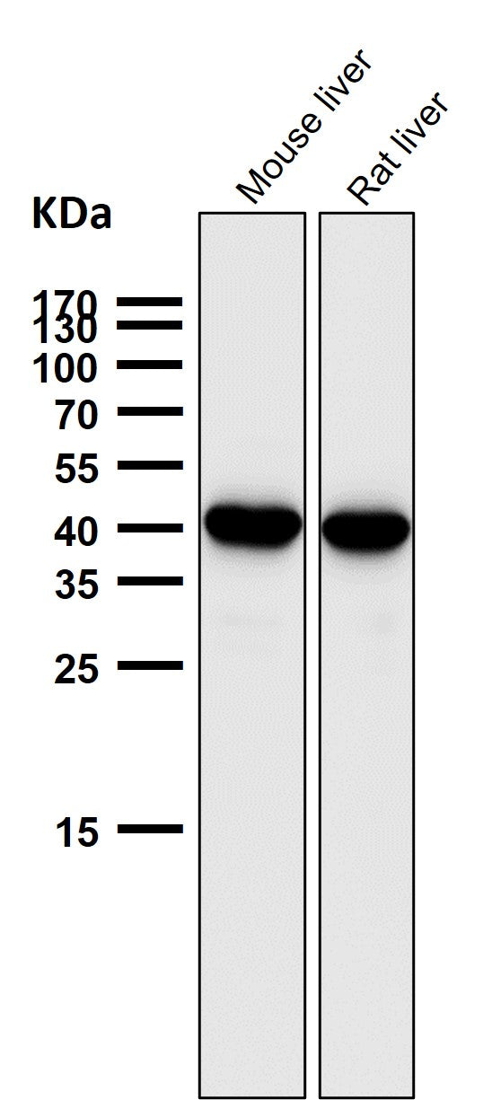 Anti-SEC14L2 / TAP Rabbit Monoclonal Antibody Boster Bio