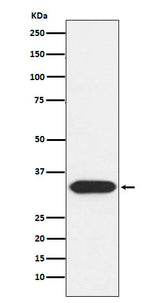 Anti-Syntaxin 3 Rabbit Monoclonal Antibody Boster Bio