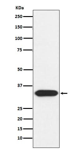 Anti-Syntaxin 3 Rabbit Monoclonal Antibody Boster Bio