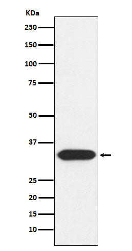 Anti-Syntaxin 3 Rabbit Monoclonal Antibody Boster Bio