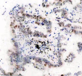 Anti-Histone H1.2 Monoclonal Antibody Boster Bio