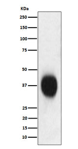 Anti-CD53 Monoclonal Antibody Boster Bio