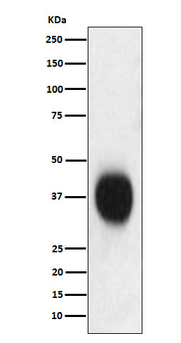 Anti-CD53 Monoclonal Antibody Boster Bio