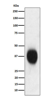 Anti-CD53 Monoclonal Antibody Boster Bio