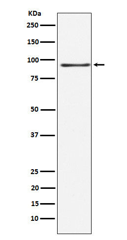 Anti-RANBP3 Rabbit Monoclonal Antibody Boster Bio
