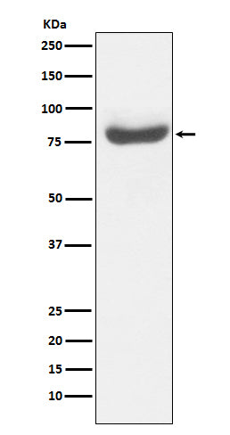 Anti-RAP80 Monoclonal Antibody Boster Bio