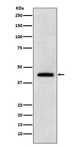 Anti-Renalase Rabbit Monoclonal Antibody Boster Bio