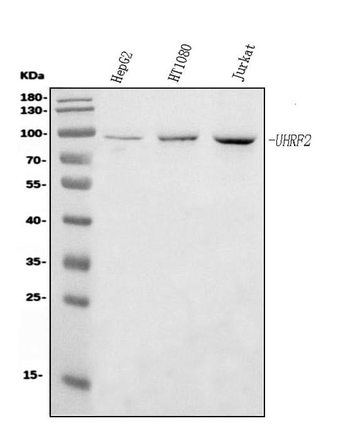 Anti-NIRF Antibody Picoband® (monoclonal, 6B5 Boster Bio