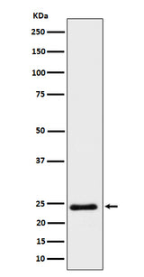 Anti-Mras Rabbit Monoclonal Antibody Boster Bio