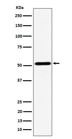 Anti-NPY5R Rabbit Monoclonal Antibody Boster Bio