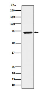 Anti-CTP synthase / CTPS Rabbit Monoclonal Antibody Boster Bio