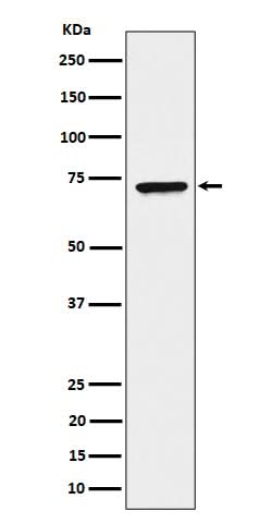 Anti-CTP synthase / CTPS Rabbit Monoclonal Antibody Boster Bio