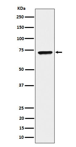 Anti-CTP synthase / CTPS Rabbit Monoclonal Antibody Boster Bio
