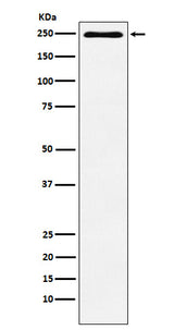 Anti-Plexin A1 Monoclonal Antibody Boster Bio