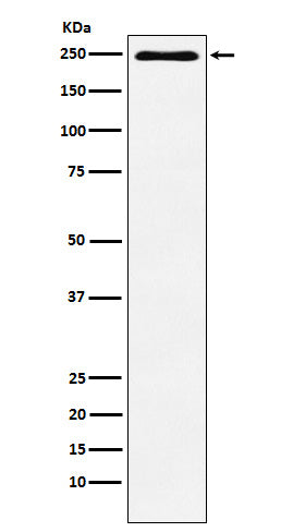 Anti-Plexin A1 Monoclonal Antibody Boster Bio