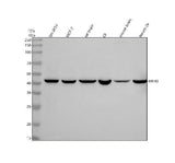 Anti-HRH3 Rabbit Monoclonal Antibody Boster Bio
