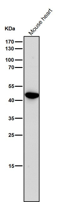 Anti-Uroplakin3a UPK3A Monoclonal Antibody Boster Bio