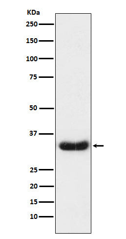 Anti-LEFTY1 + LEFTY2 Rabbit Monoclonal Antibody Boster Bio