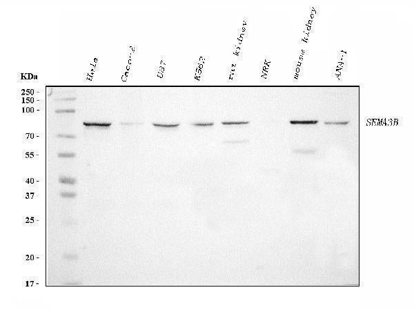 Anti-Semaphorin 3B/SEMA3B Antibody Picoband® (monoclonal, 9C4F7 Boster Bio