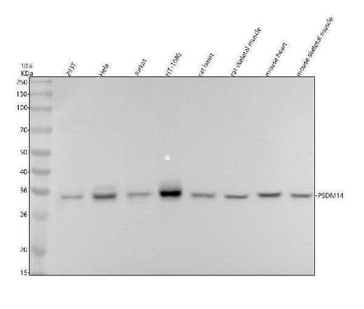 Anti-PSMD14 Rabbit Monoclonal Antibody Boster Bio