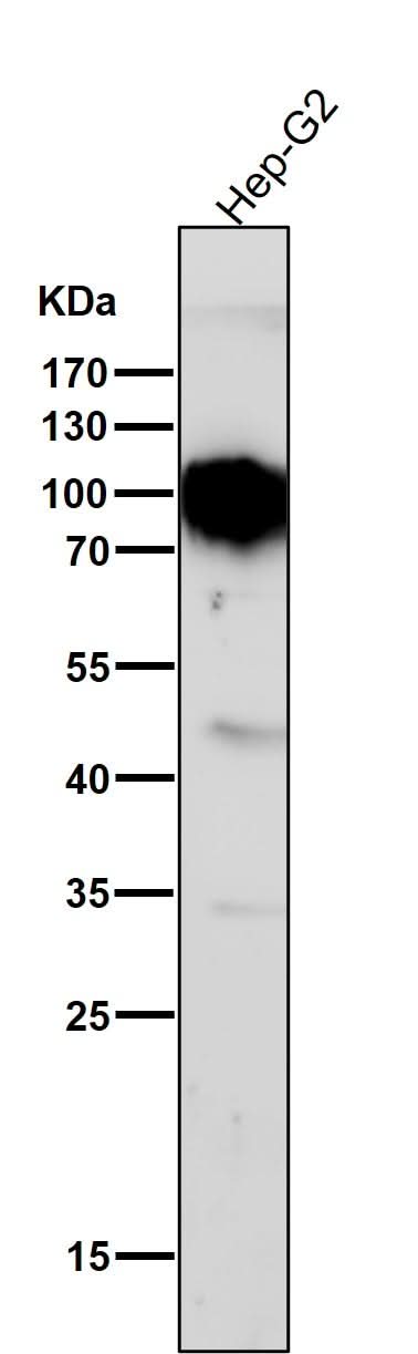 Anti-TGN46 Rabbit Monoclonal Antibody Boster Bio