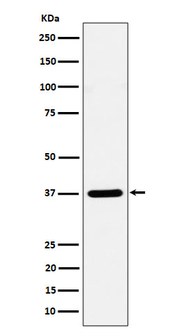 Anti-Syntaxin 16 Rabbit Monoclonal Antibody Boster Bio
