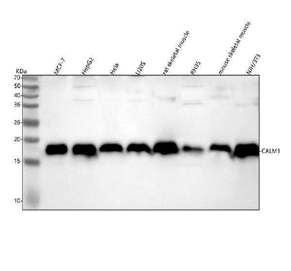 Anti-Calmodulin Rabbit Monoclonal Antibody Boster Bio