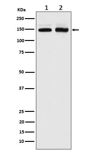 Anti-PI 3 Kinase R4 Rabbit Monoclonal Antibody Boster Bio