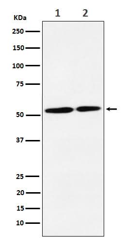 Anti-NRG3 Rabbit Monoclonal Antibody Boster Bio