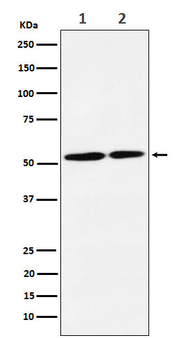 Anti-NRG3 Rabbit Monoclonal Antibody Boster Bio