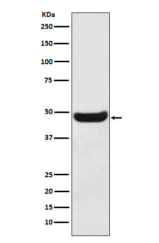 Anti-BHMT Rabbit Monoclonal Antibody Boster Bio