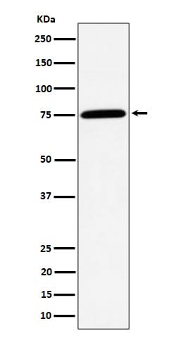 Anti-PPM1G Rabbit Monoclonal Antibody Boster Bio